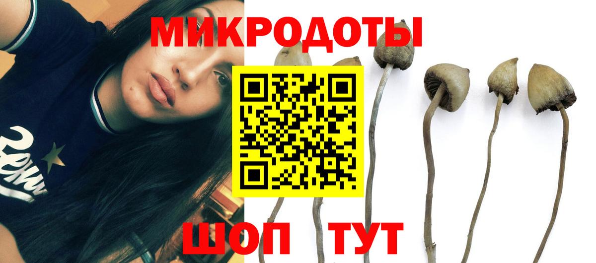 Псилоцибиновые грибы мицелий Лабинск
